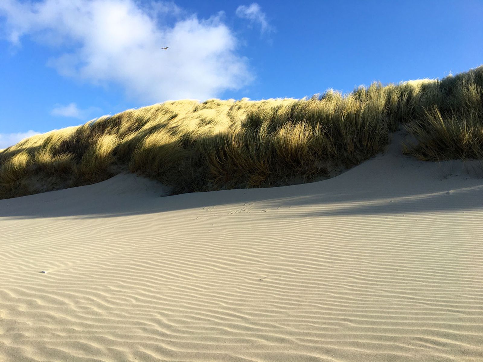 Duin bij IJmuiden, iPhone 6s