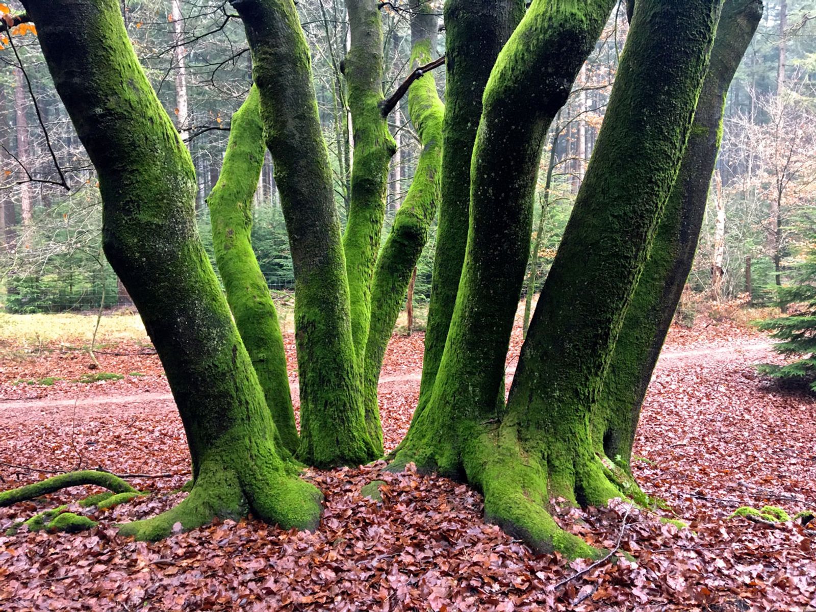Veluwe bij Apeldoorn, iPhone 6s